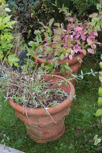 Appraisal: A PAIR OF WHICHFORD POTTERY TERRACOTTA FLOWER POTS with fruiting