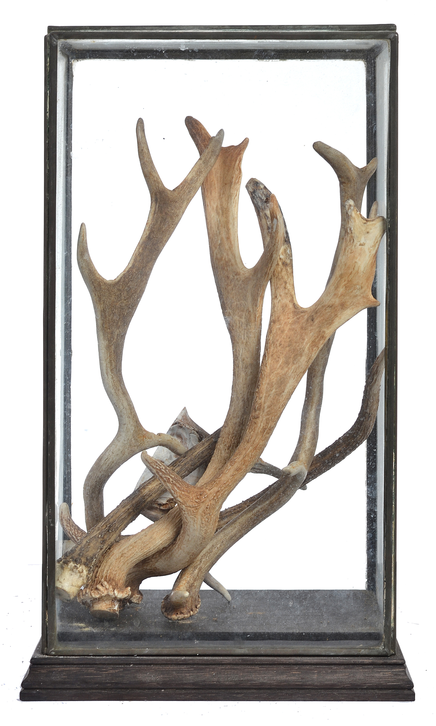 Appraisal: A COLLECTION OF DEER ANTLERS HOUSED INSIDE A GLAZED DISPLAY