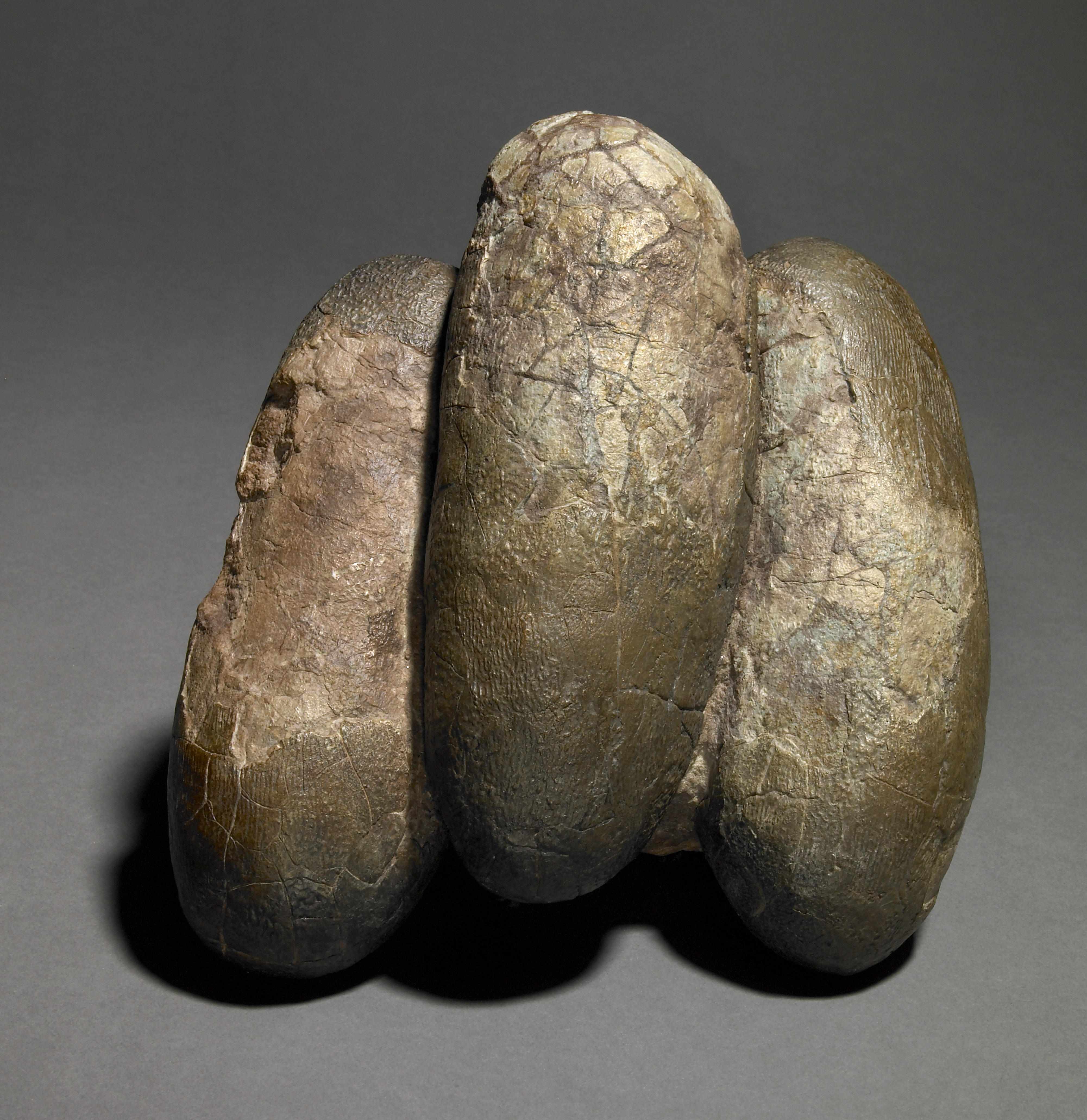 Appraisal: Dinosaur Egg Group Elongatoolithus sp Oviraptorid Late CretaceousCentral AsiaA group