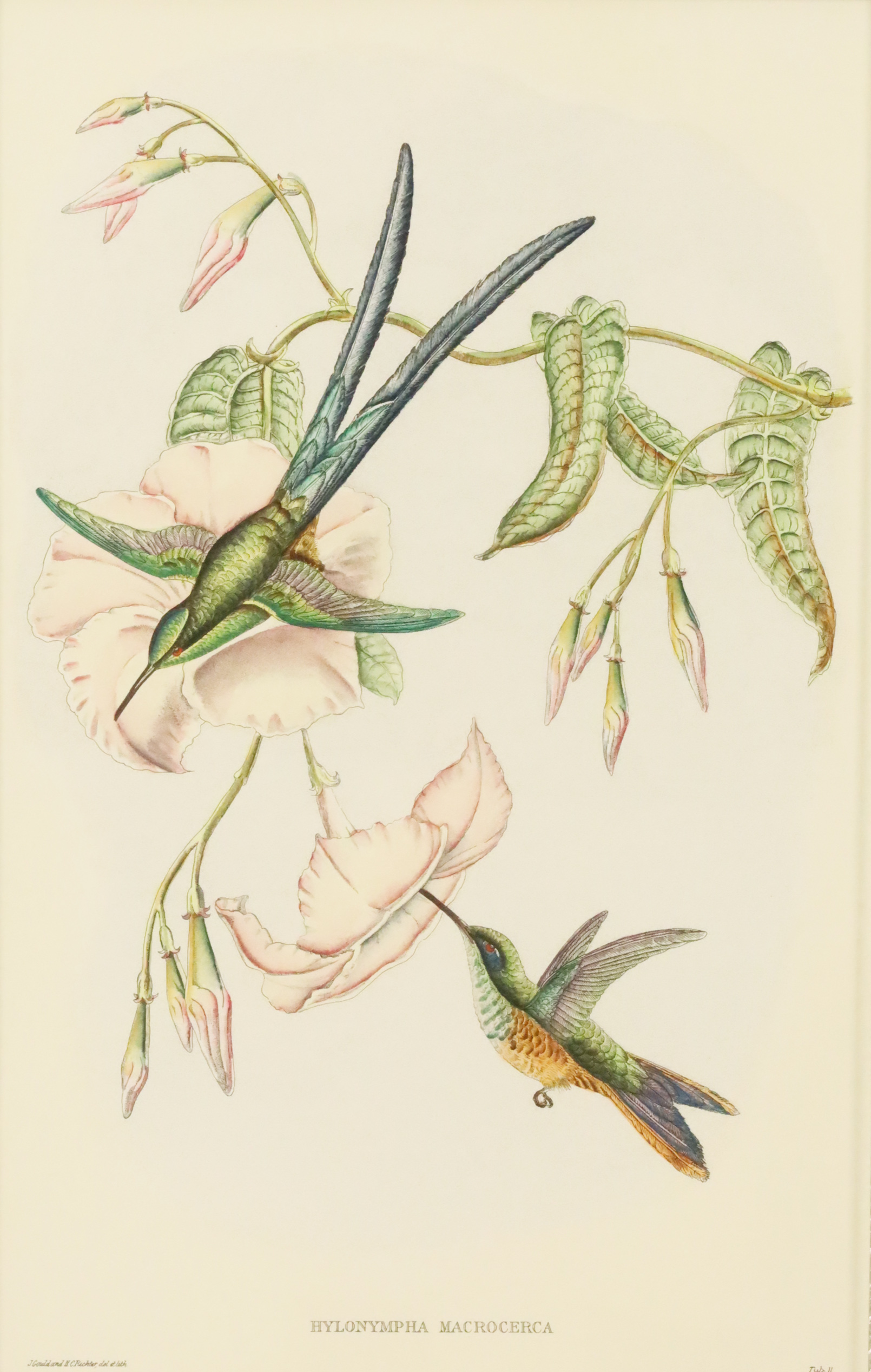 Appraisal: JOHN GOULD SCISSOR TAILED HUMMINGBIRD Hand colored lithograph with watercolor