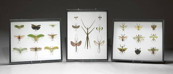 Appraisal: Orthoptera Mantidae Three framed collections eminently suitable as library or