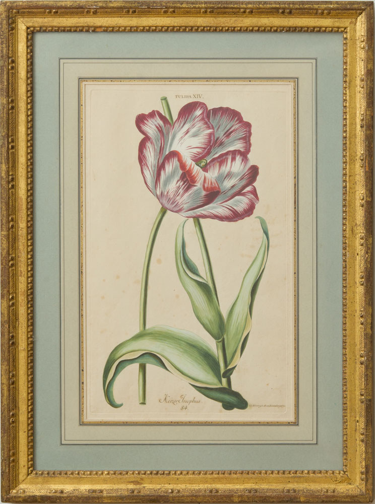 Appraisal: ADAM LUDWIG WIRSING - TULIPA XIV Engraving with hand-coloring on