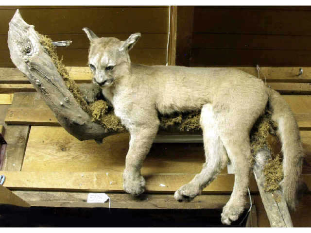 Appraisal: Full mount Mountain Lion on log was shot in Crown