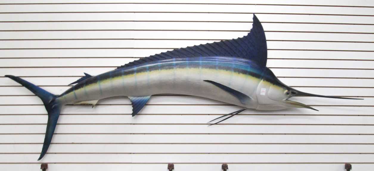 Appraisal: BILLFISH TROPHY MOUNT a Pacific Blue Marlin ' - overall