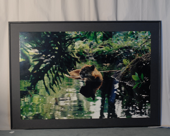 Appraisal: Photograph of Lioness framed x