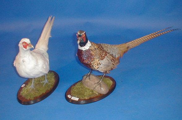 Appraisal: Two taxidermy pheasants