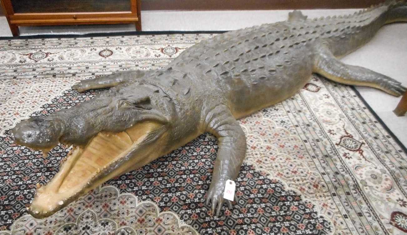 Appraisal: AFRICAN NILE CROCODILE a life-size replica representing those commonly found