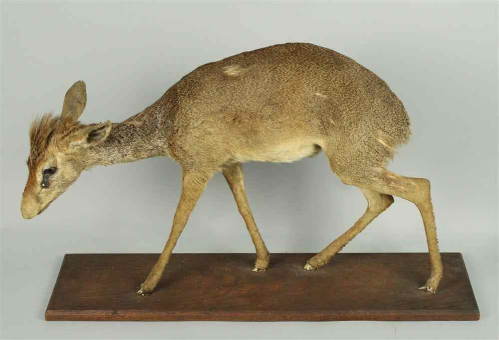 Appraisal: DIK-DIK TAXIDERMY FULL MOUNT ON STAND JONAS BROS female found