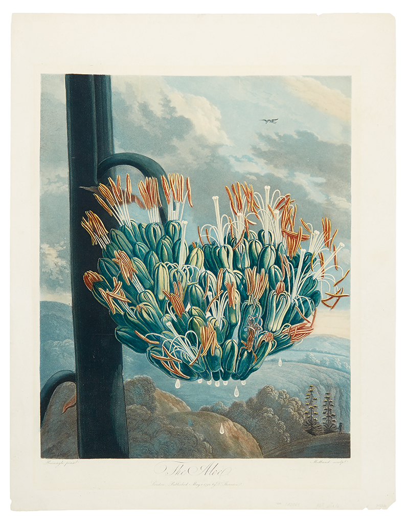 Appraisal: THORNTON ROBERT JOHN The Aloe Hand-finished color-printed aquatint and stipple-engraved