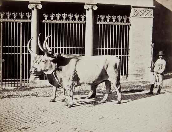 Appraisal: Vasari Cesare Rome drover and cattle outside San Giorgio in