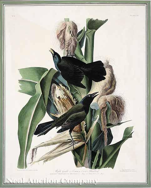 Appraisal: After John James Audubon American - Purple Grackle or Common