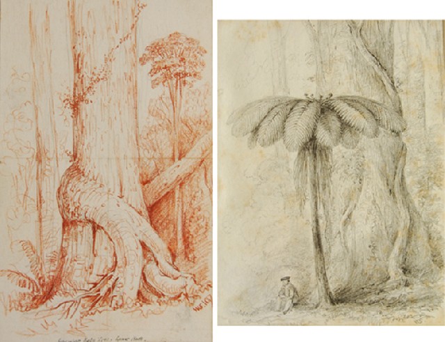 Appraisal: William Swainson British New Zealander - Pair of drawings of