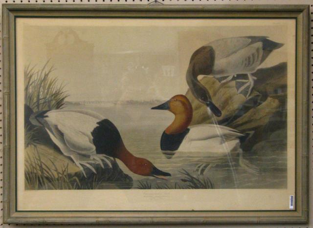 Appraisal: After JJ Audubon lithograph x inches image size visible x