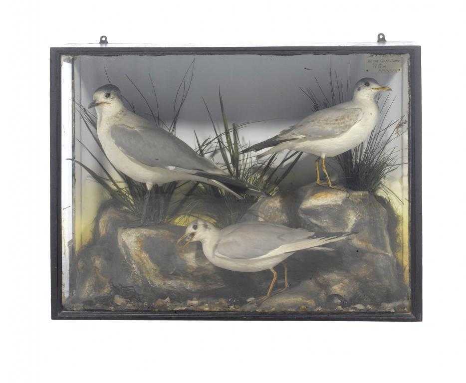 Appraisal: TAXIDERMY COMMON GULL KITTIWAKE AND ANOTHER BIRD realistically mounted on