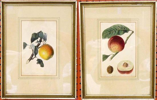 Appraisal: Two th C framed botanical prints of an apple and