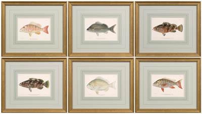 Appraisal: Six prints of fish J Bien Julius Bien amp Co