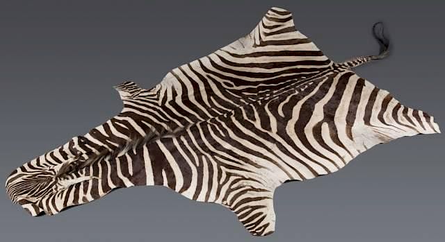 Appraisal: African zebra skin rug An African zebra skin rug Genus