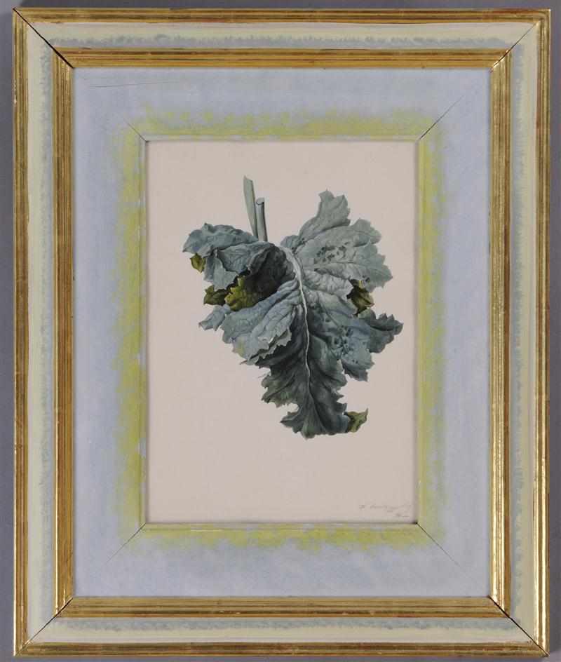 Appraisal: FRANZ X GRUBER AUSTRIAN - RHUBARB LEAF Watercolor and gouache