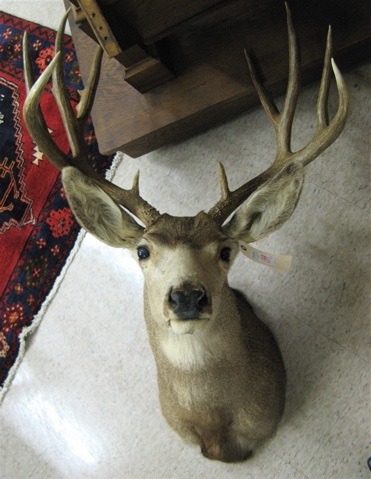 Appraisal: THREE NORTHWEST GAME TROPHY MOUNTS two mule deer bucks with