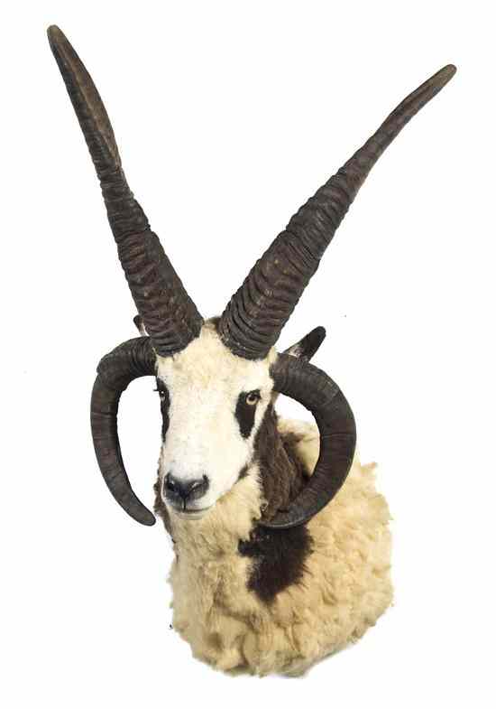 Appraisal: A Taxidermy Jacob Sheep Shoulder Mount with four horns black