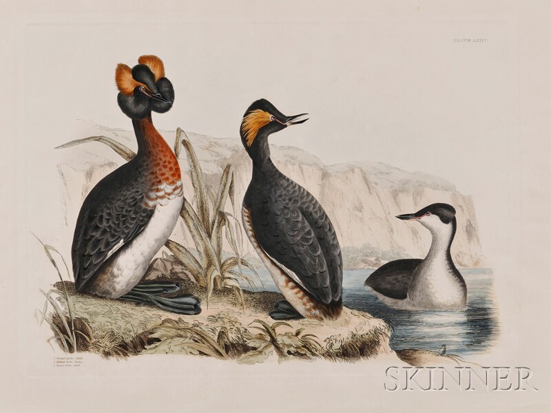 Appraisal: Ornithological Illustration Selby Prideaux John Horned Grebe Horned Grebe Eared