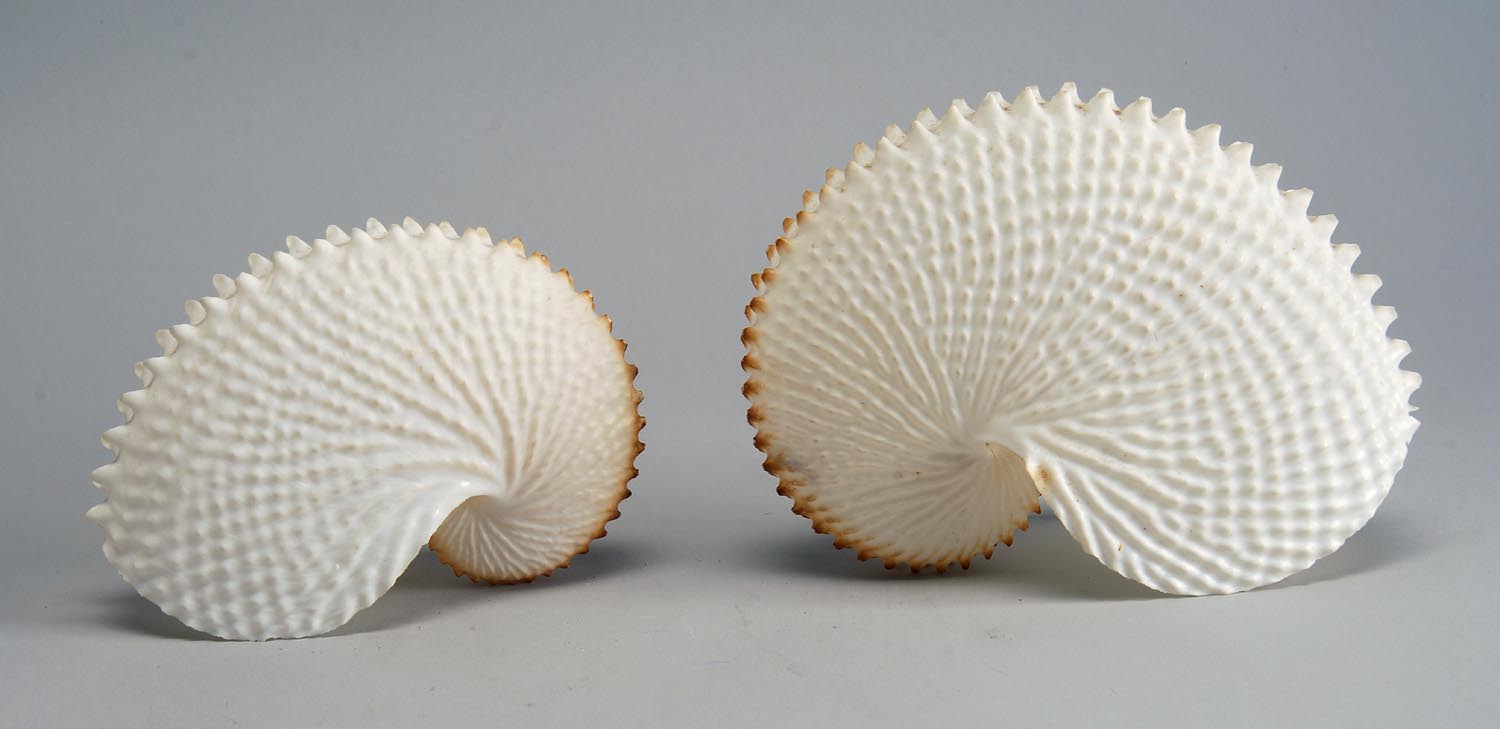 Appraisal: TWO ARGONAUT SHELLS Also known as Papered Nautilus Mostly white