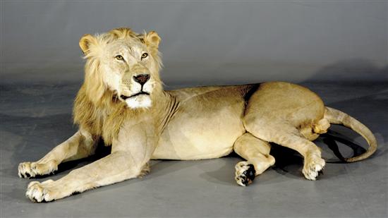 Appraisal: African lion taxidermy specimen full mounted resting lion H L