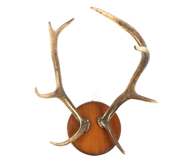 Appraisal: A PAIR OF EIGHT POINT DEER ANTLERS mounted on a