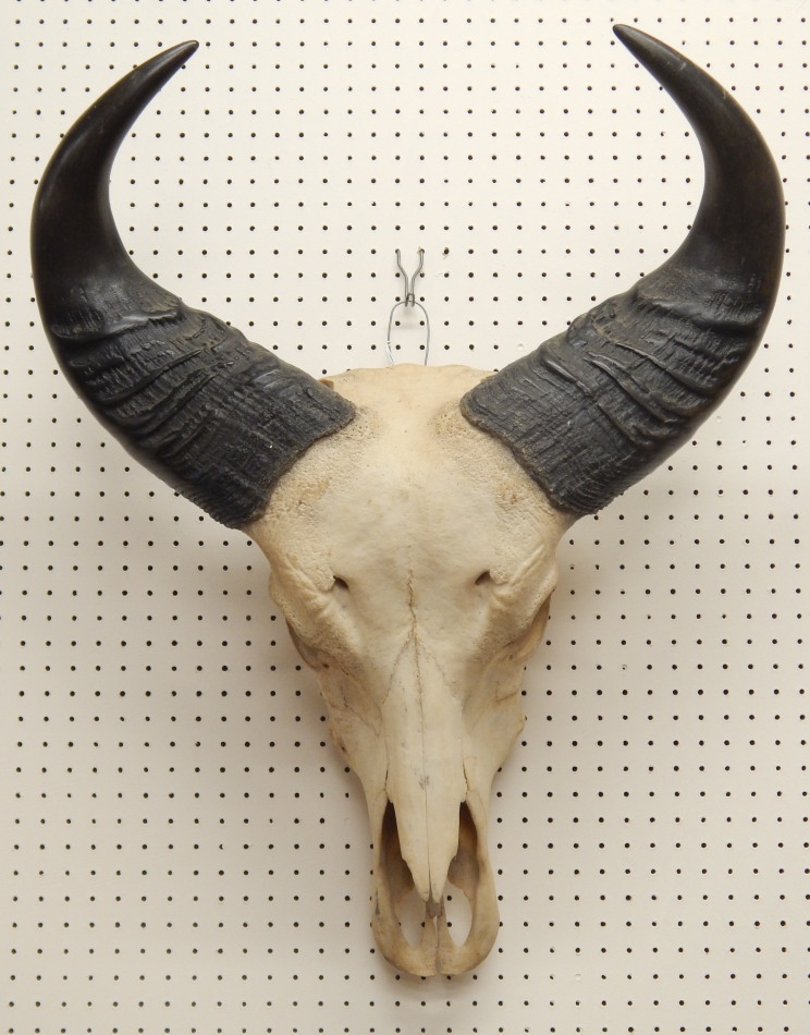 Appraisal: A forest buffalo skull and horns bearing paper label stating