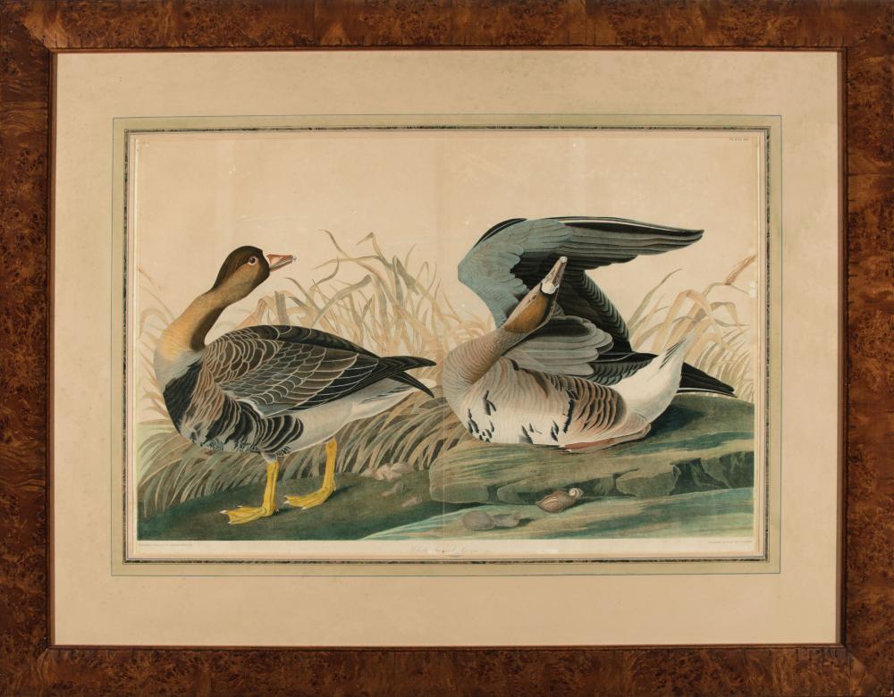 Appraisal: John James Audubon American - White Fronted Goose Plate chromolithograph