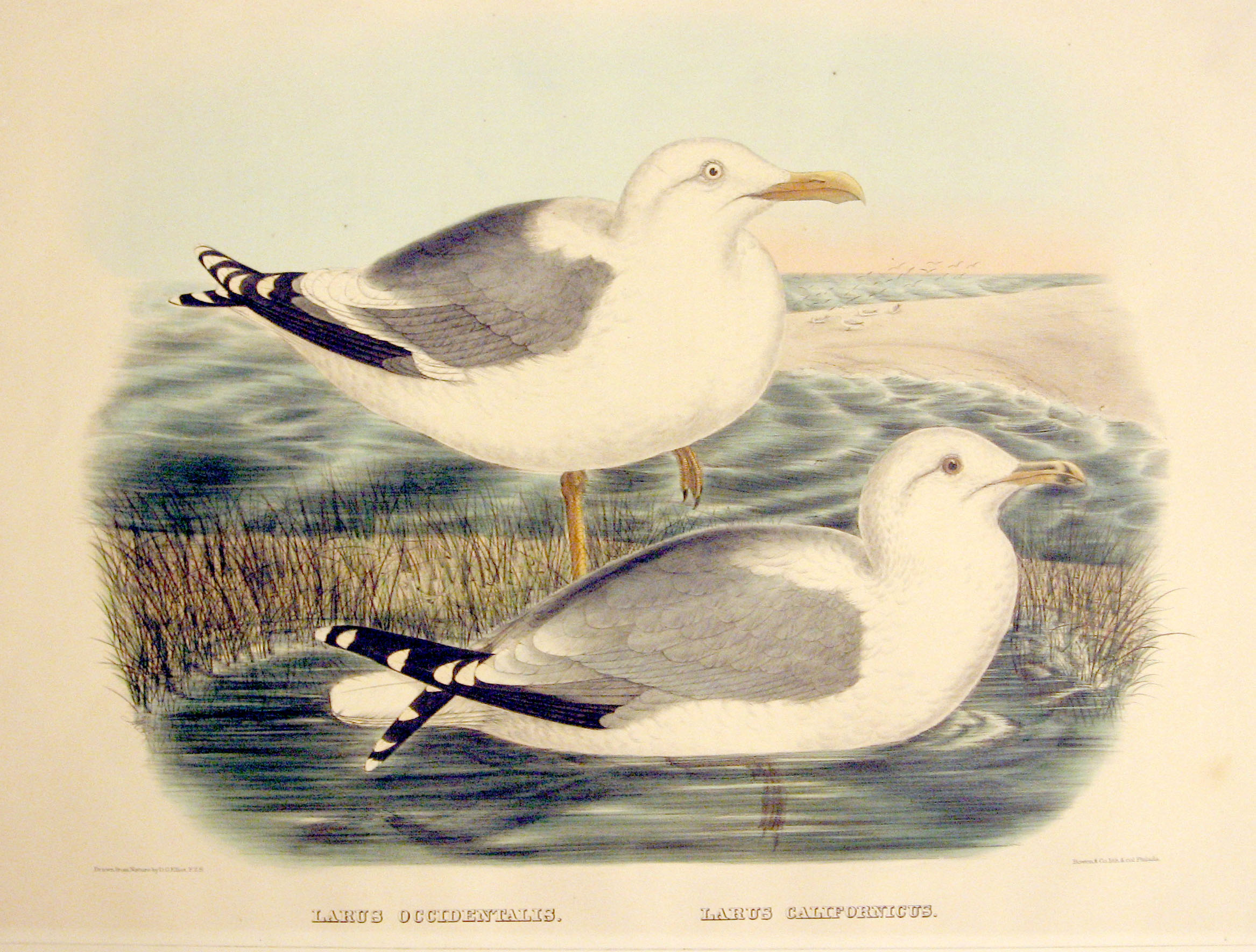 Appraisal: pieces Hand-Colored Lithographs Elliot Daniel G Sea Birds Brachyramphus Temminckii