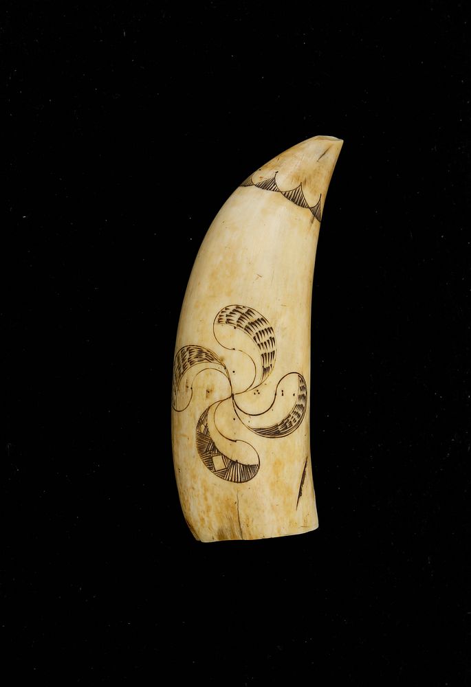 Appraisal: Scrimshaw Polychrome Sperm Whale Tooth circa Scrimshaw Polychrome Sperm Whale