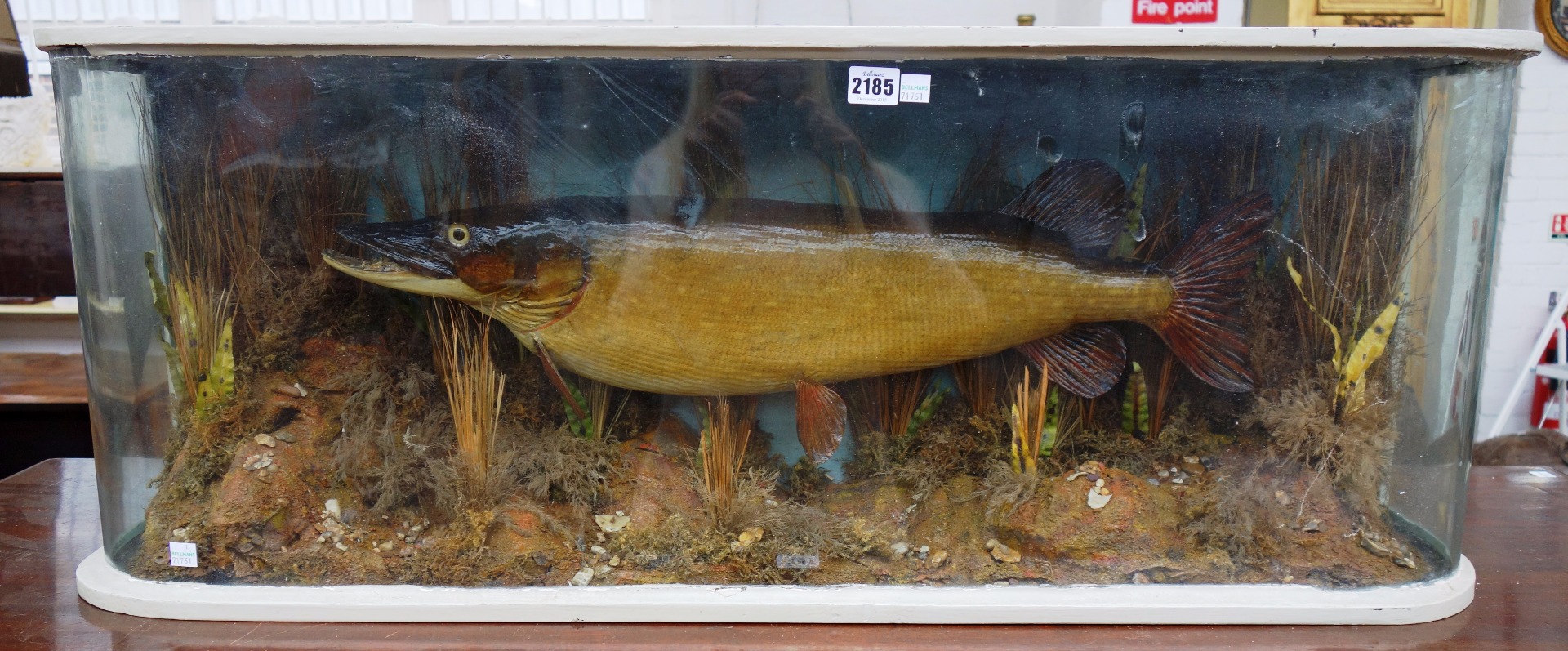 Appraisal: Taxidermy a stuffed pike early th century mounted against a