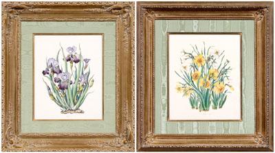 Appraisal: Botanical watercolors signed S Monet one purple irises one narcissus