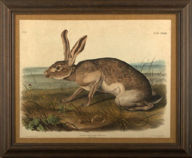 Appraisal: John Woodhouse Audubon American - Texian Hare Plate CXXXIII from