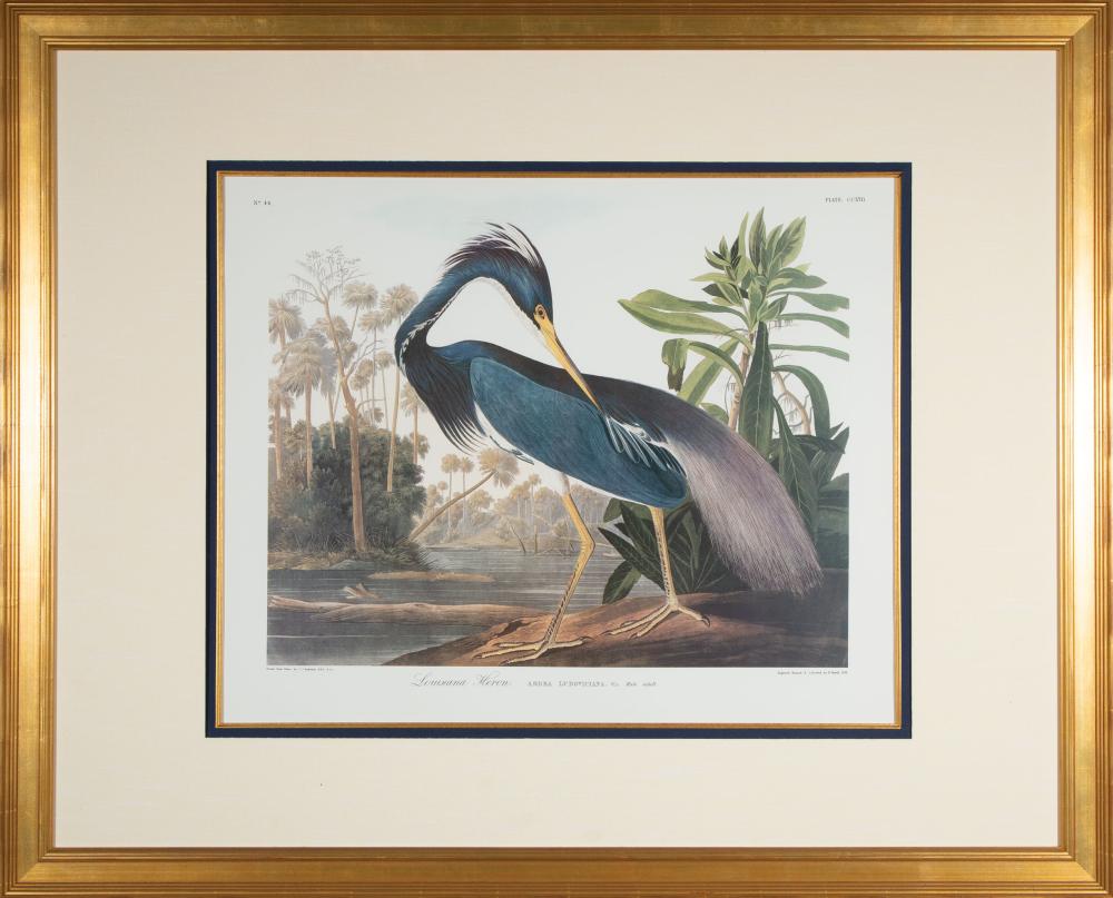 Appraisal: John James Audubon American - Louisiana Heron lithograph later edition