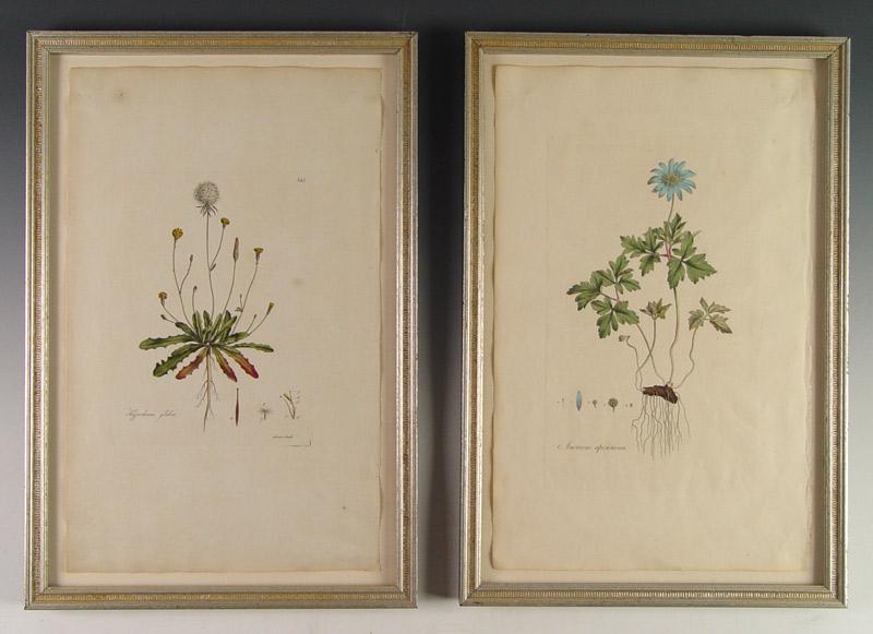 Appraisal: CURTIS William British - piece pages from Flora Londinensis to