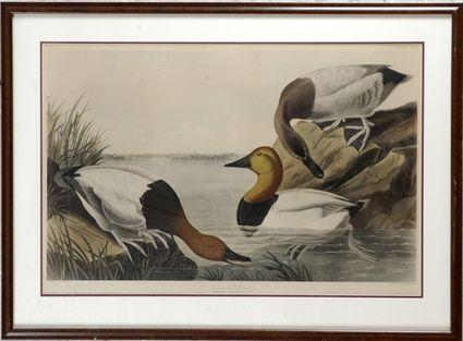 Appraisal: After John James Audubon Canvas Backed Duck Color print matted