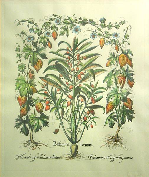 Appraisal: Various Artists Untitled Botanicals Prints n d Five color offset