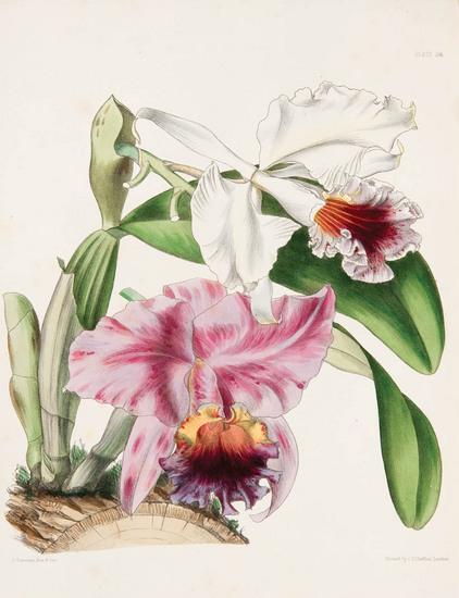 Appraisal: LINDLEY John - Sir Joseph PAXTON - Paxton's Flower Garden