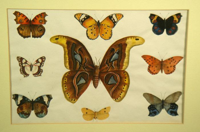 Appraisal: Chinese watercolors of butterflies done on rice paper cut out