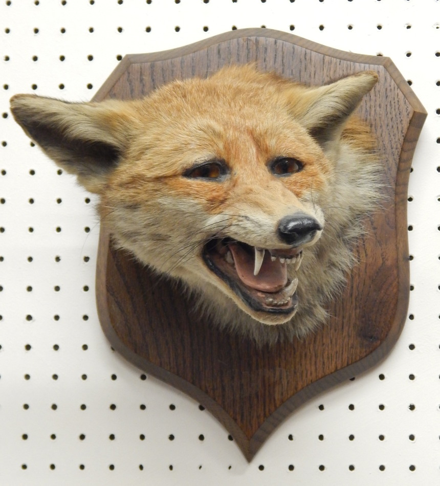 Appraisal: A taxidermied fox head and neck by Spicer Sons of