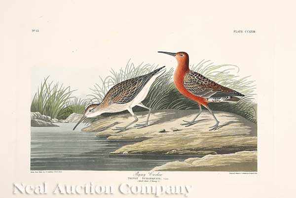 Appraisal: John James Audubon American - Pigmy Curlew Plate hand-colored engraving