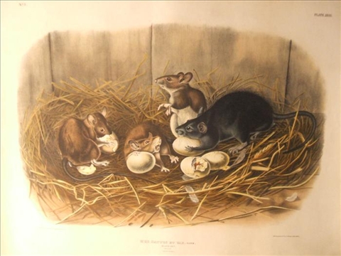 Appraisal: J T BOWEN AFTER AUDUBON MUS RATTUS ET VAR Black