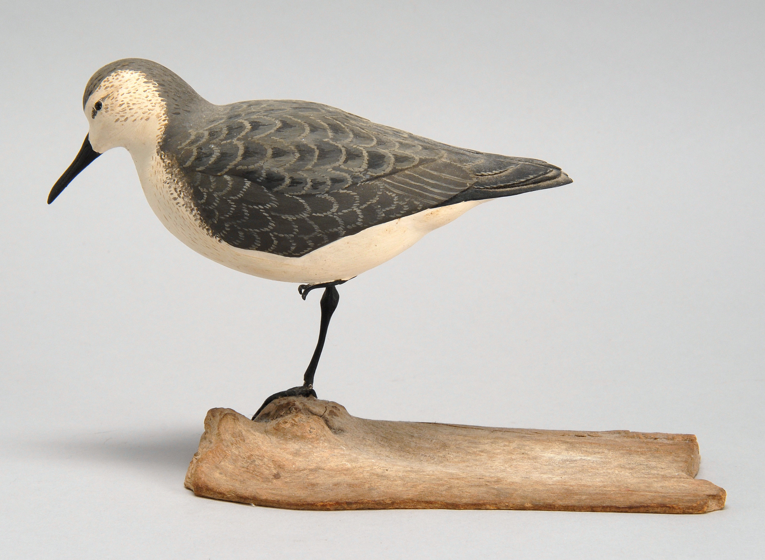 Appraisal: LIFE-SIZE WESTERN SANDPIPER By Robert C Burkemire of Connecticut Standing