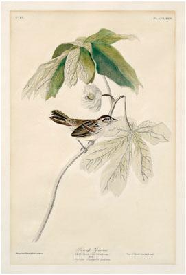 Appraisal: Havell Edition Audubon print quot Swamp Sparrow quot plate LXIV