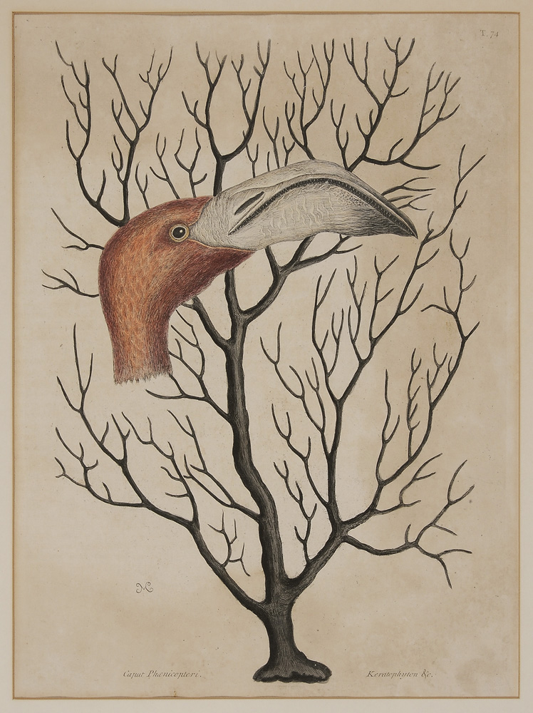 Appraisal: Mark Catesby British - Caput Phoenicopteri -- Bill of the