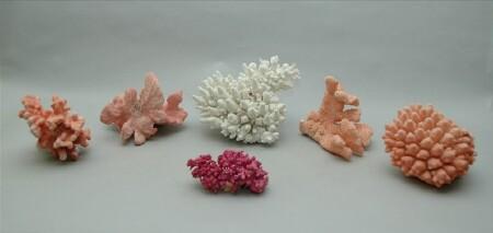 Appraisal: Group of Six Coral Fragments