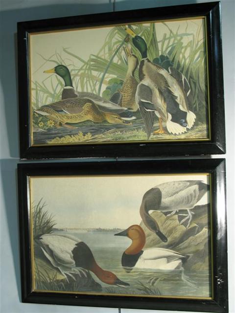 Appraisal: PAIR OF TINTED LITHOGRAPHS OF DUCKS AFTER AUDIBON Each print