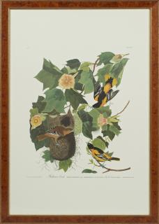 Appraisal: John James Audubon - Baltimore Oriole No Plate Amsterdam edition